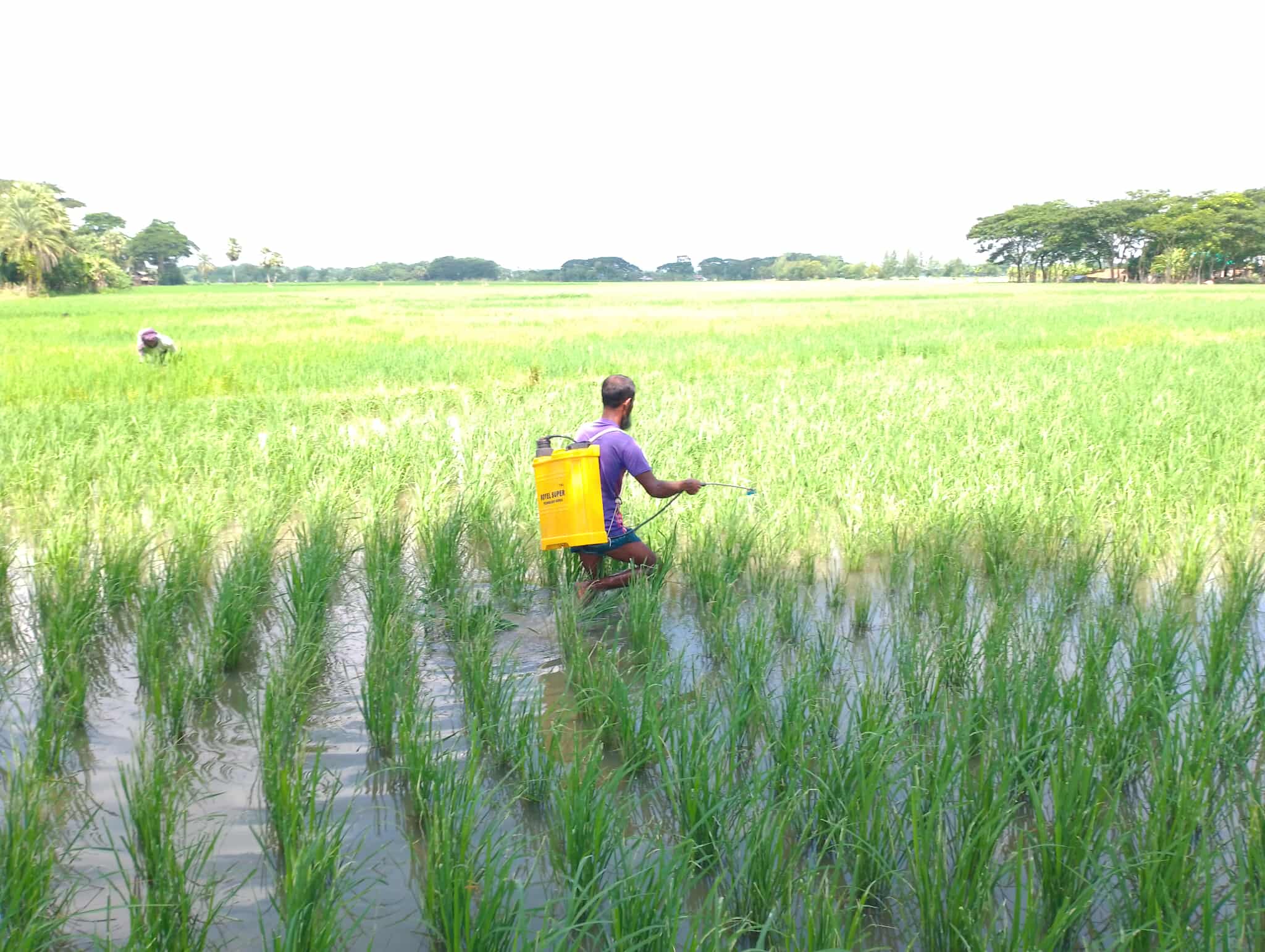 রাঙ্গাবালীতে অতিমাত্রায় রাসায়নিক ব্যবহার: বিলুপ্তির পথে দেশীয় মাছ