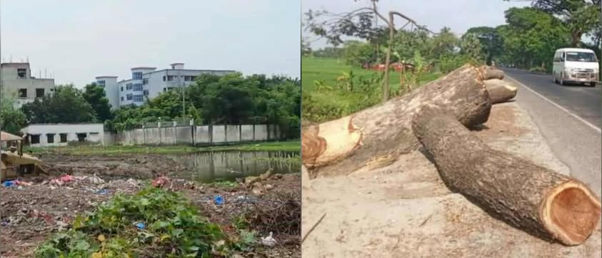 রাজশাহীতে চলছে পুকুর ভরাট ও গাছ কাটার মহোৎসব, প্রশাসন নীরব দর্শক