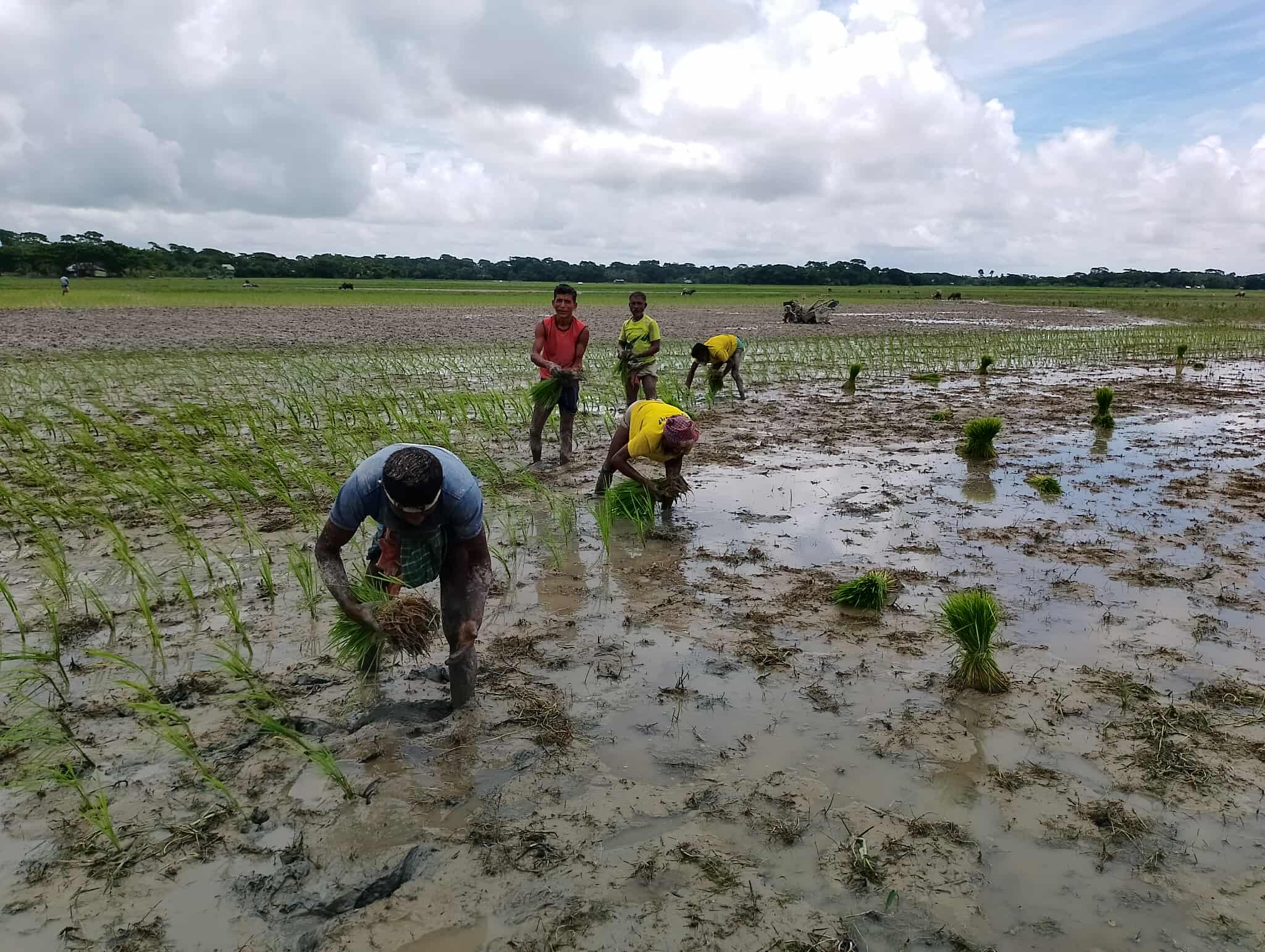 অনাকাঙ্ক্ষিত বৃষ্টিতে পেছাল আমন মৌসুম, হালুটি শেষ করতে ব্যস্ত রাঙ্গাবালীর কৃষকরা