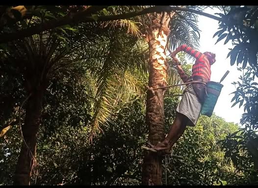 বাঘায় শীতের আগমনী বার্তা: খেজুরের রস সংগ্রহে ব্যস্ত গাছিরা