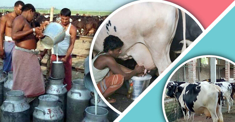 ১ সেপ্টেম্বর থেকে কার্যকর 'বাংলাদেশ ডেইরি উন্নয়ন বোর্ড', দুধ উৎপাদন ও বাজার ব্যবস্থাপনায় আসবে শৃঙ্খলা